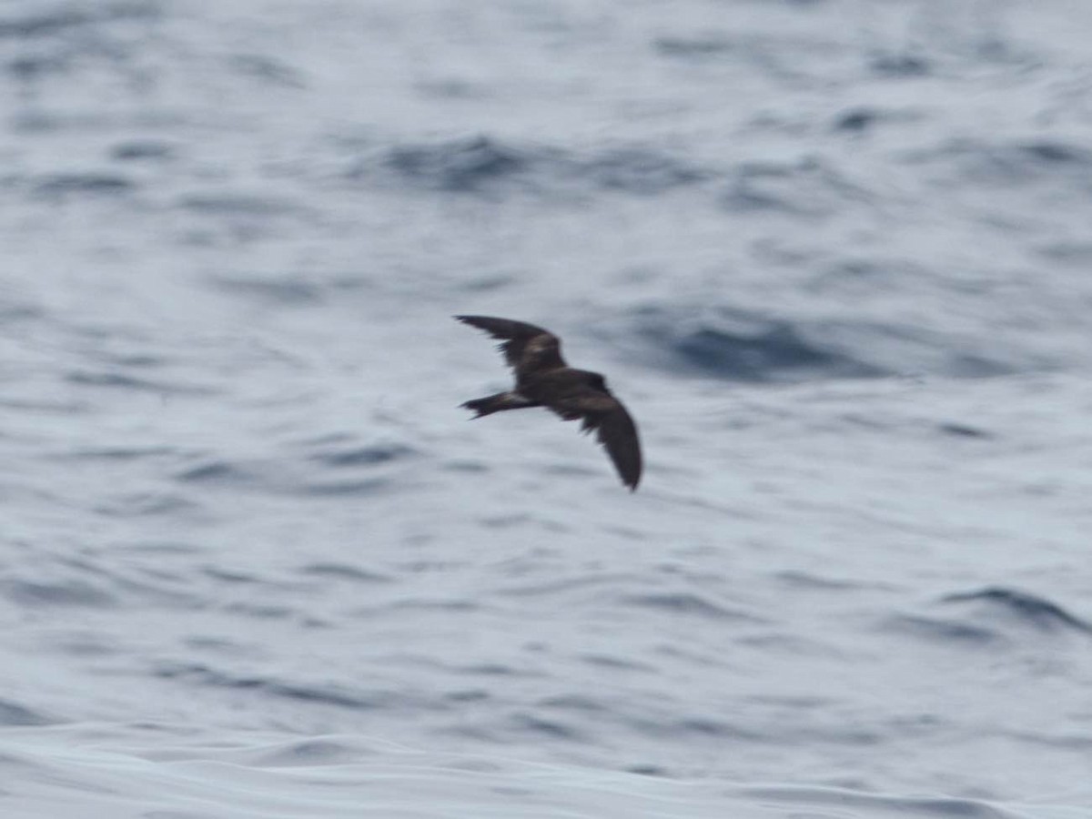 Leach's Storm-Petrel - ML174187721