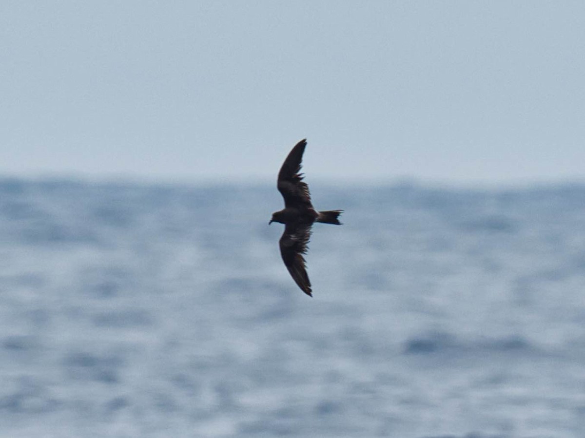 Leach's Storm-Petrel - ML174187731