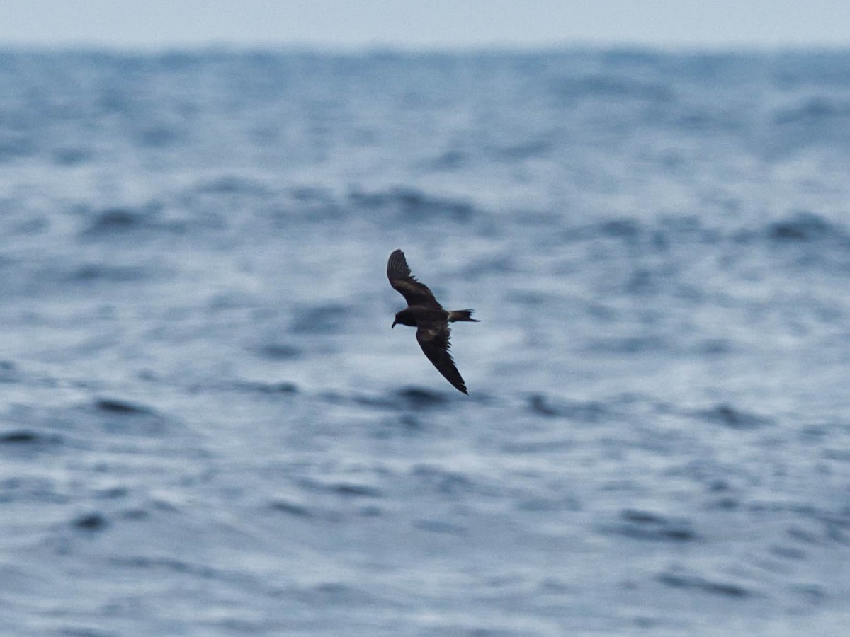 Leach's Storm-Petrel - ML174187741
