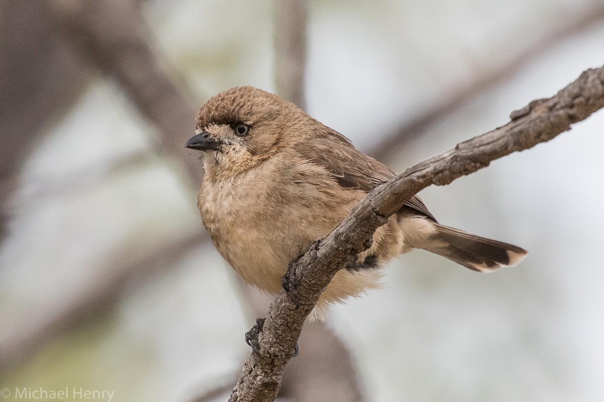 Southern Whiteface - Michael Henry