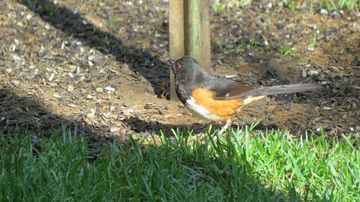 Eastern Towhee - ML174191131