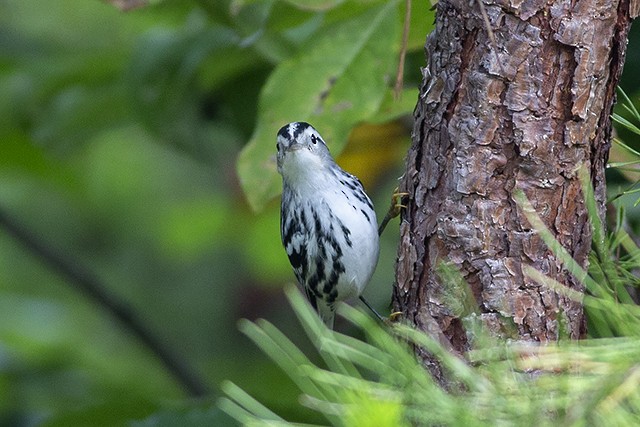 Black-and-white Warbler - ML174191641