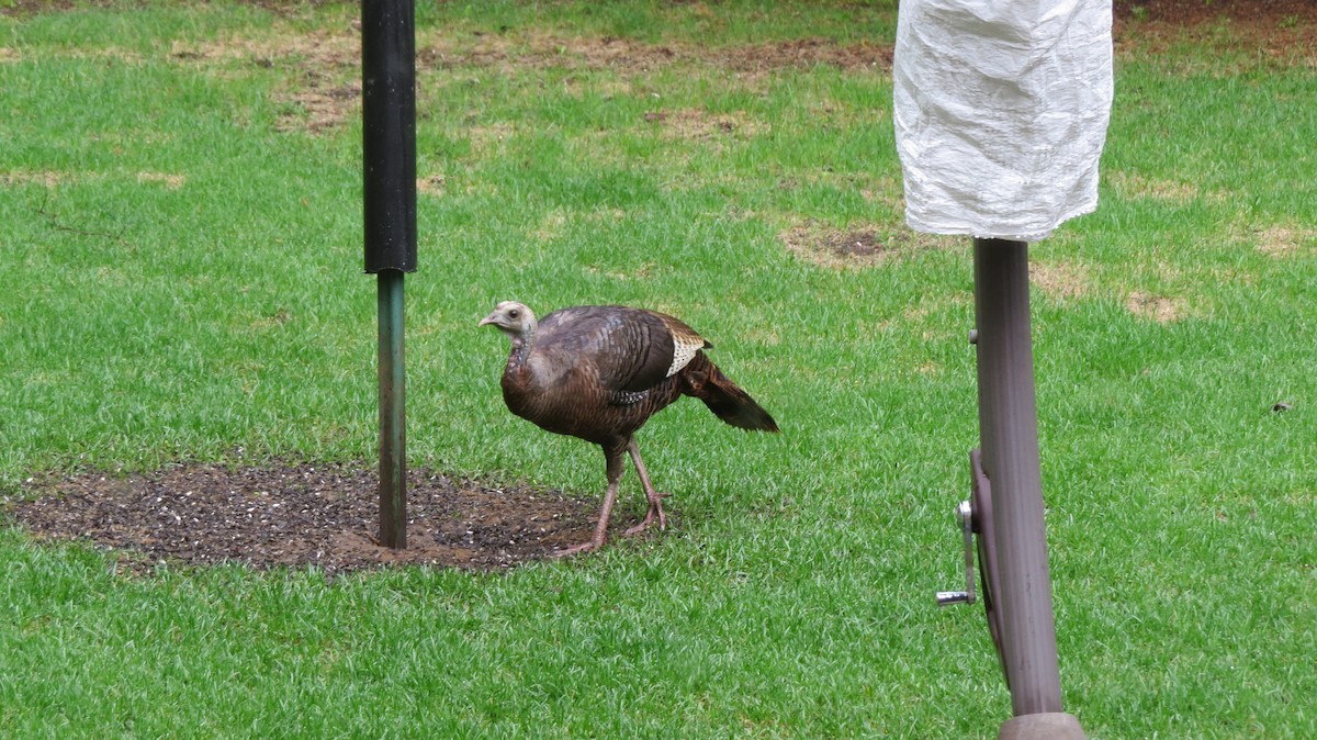 Tacchino selvatico - ML174192111