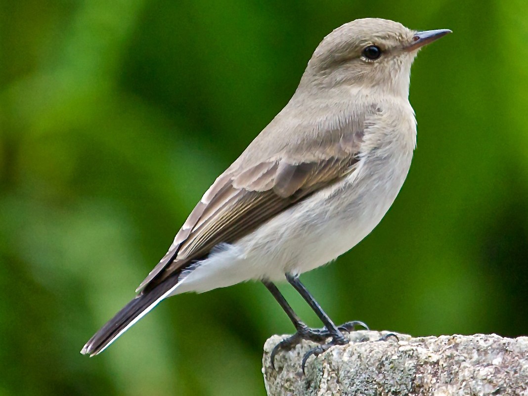 Little Ground-Tyrant