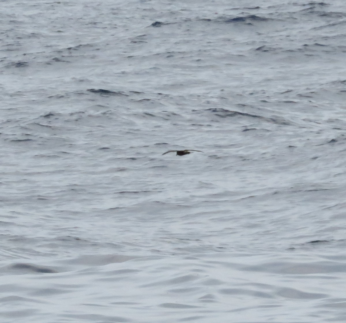 Leach's Storm-Petrel - ML174193491