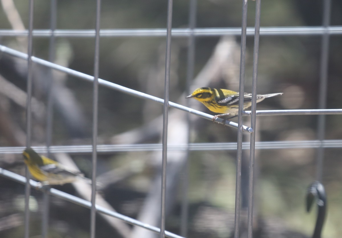 Townsend's Warbler - ML174194731