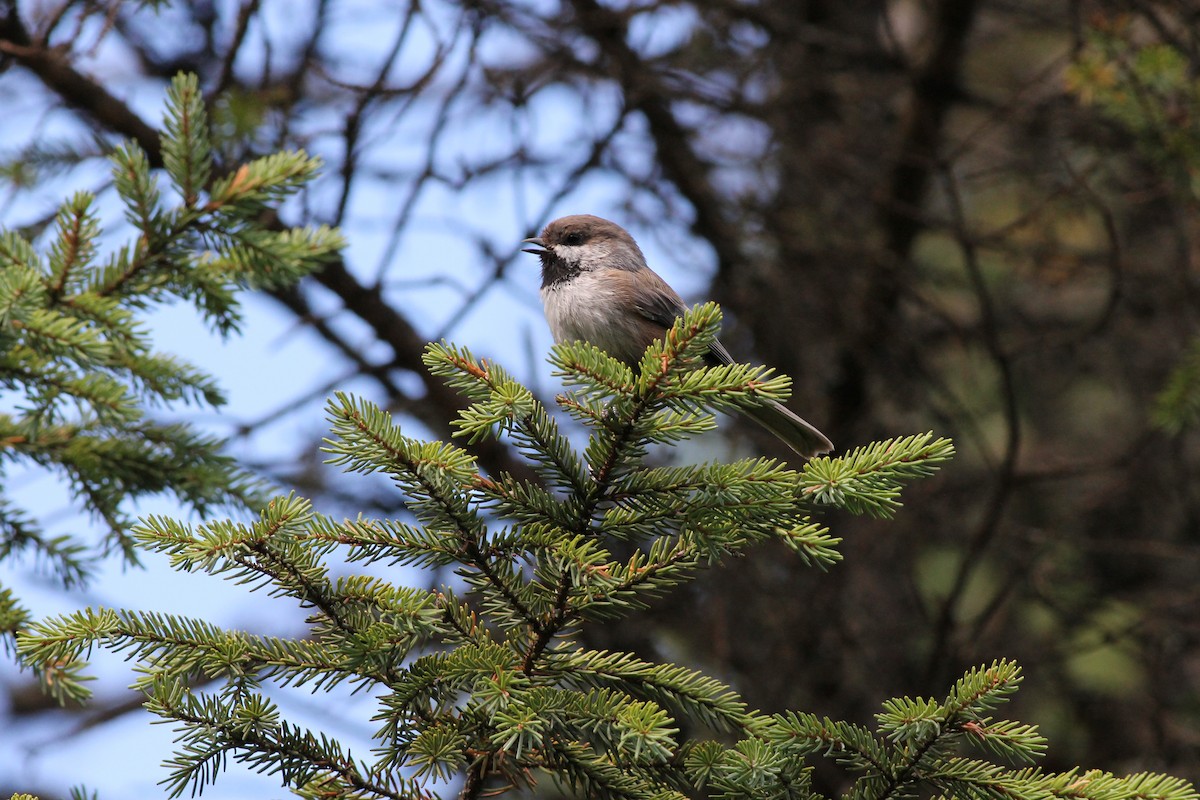 Boreal Chickadee - Justin LeClaire