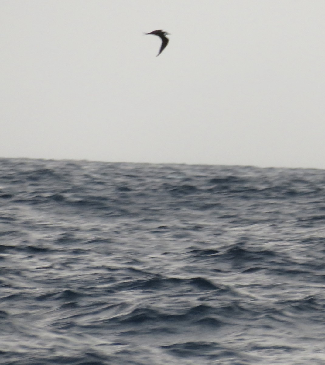 Sooty Tern - Paul Sellin