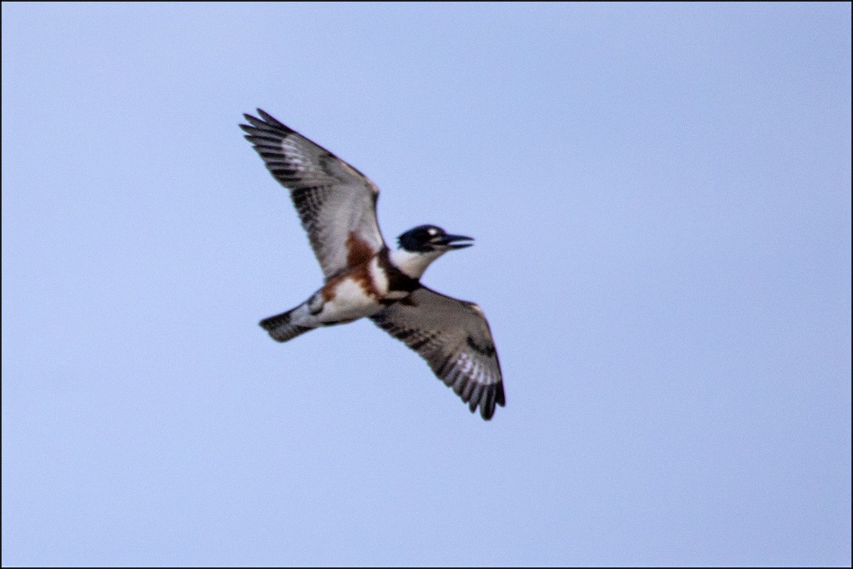Belted Kingfisher - ML174197071