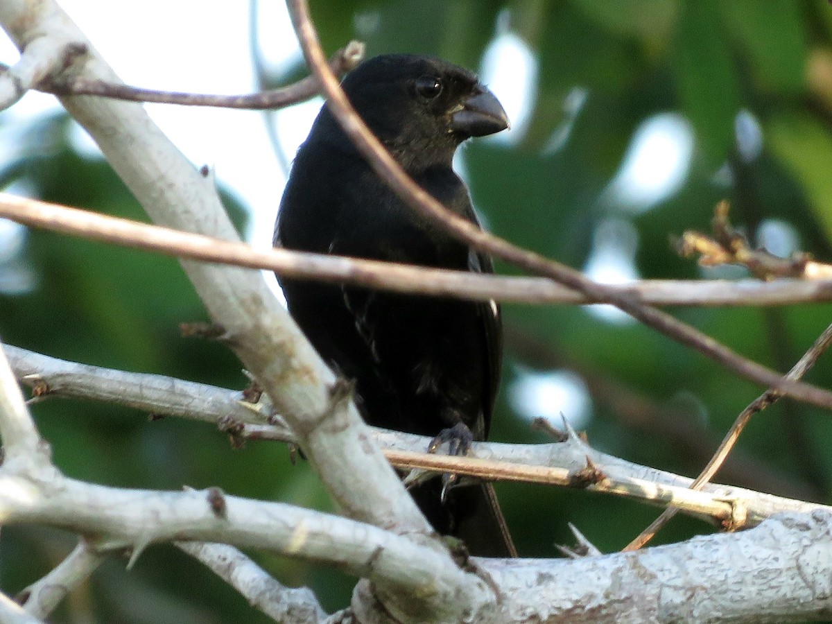 Variable Seedeater - ML174197291