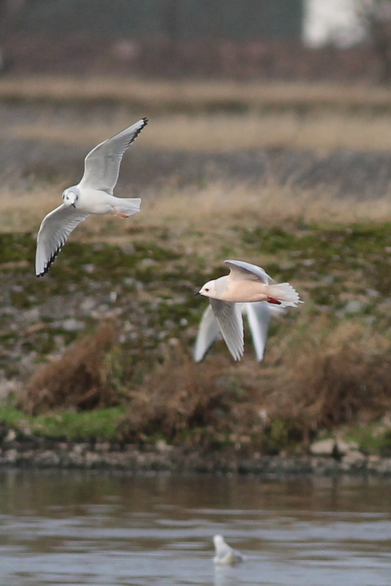 Ross's Gull - Justin LeClaire