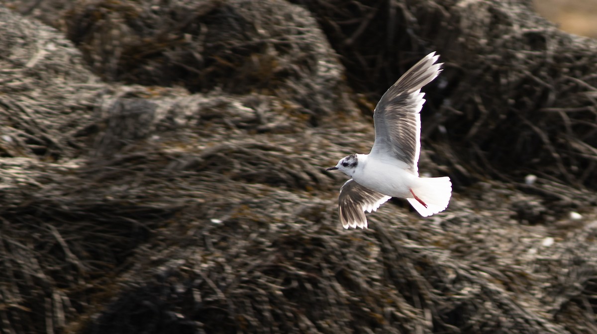 Little Gull - Doug Hitchcox