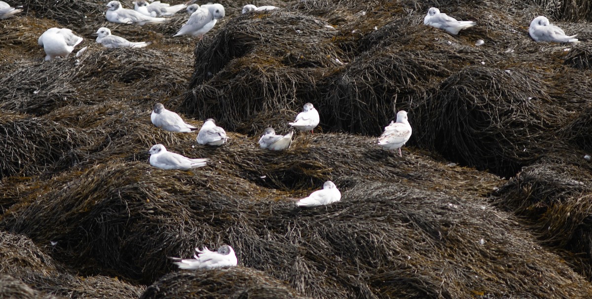Little Gull - Doug Hitchcox