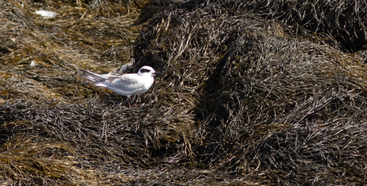 Forster's Tern - Doug Hitchcox