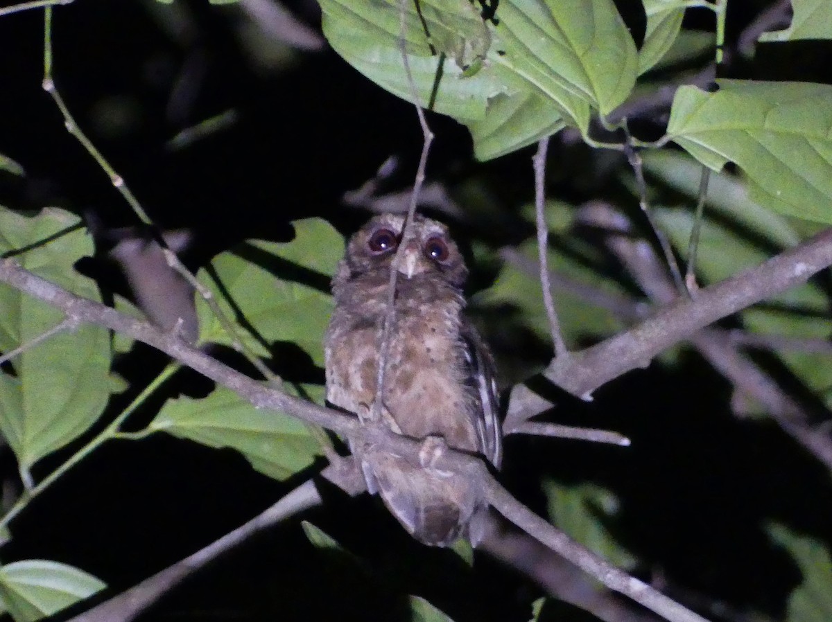 Reddish Scops-Owl - ML174198391