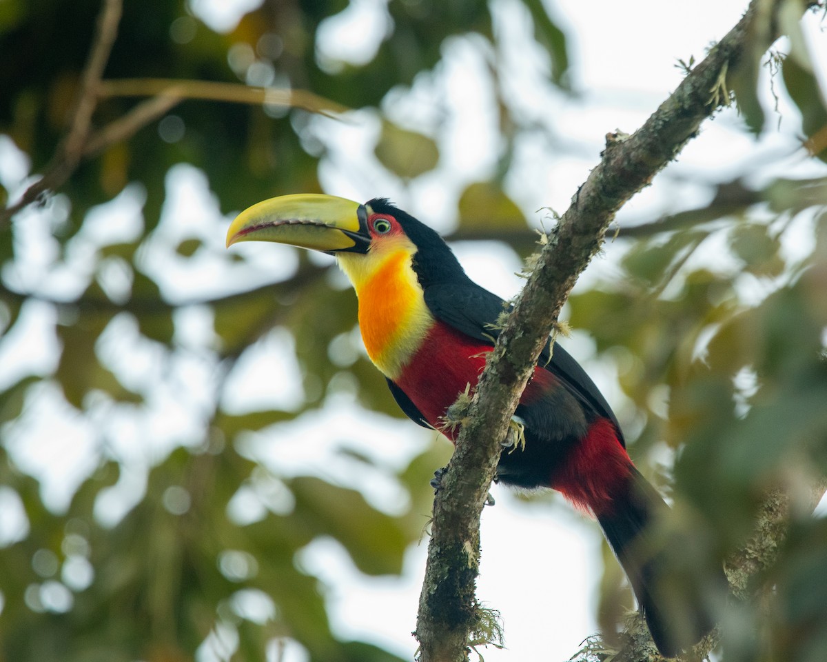Red-breasted Toucan - ML174198721