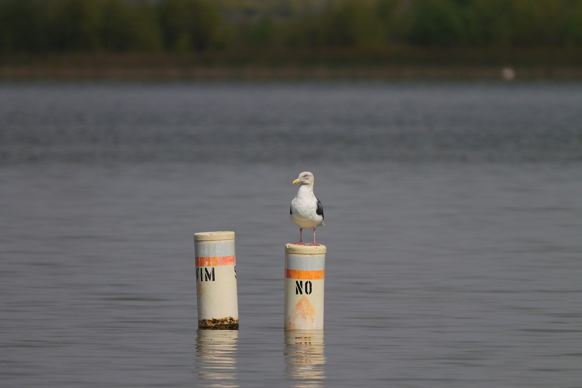 Slaty-backed Gull - ML174199001