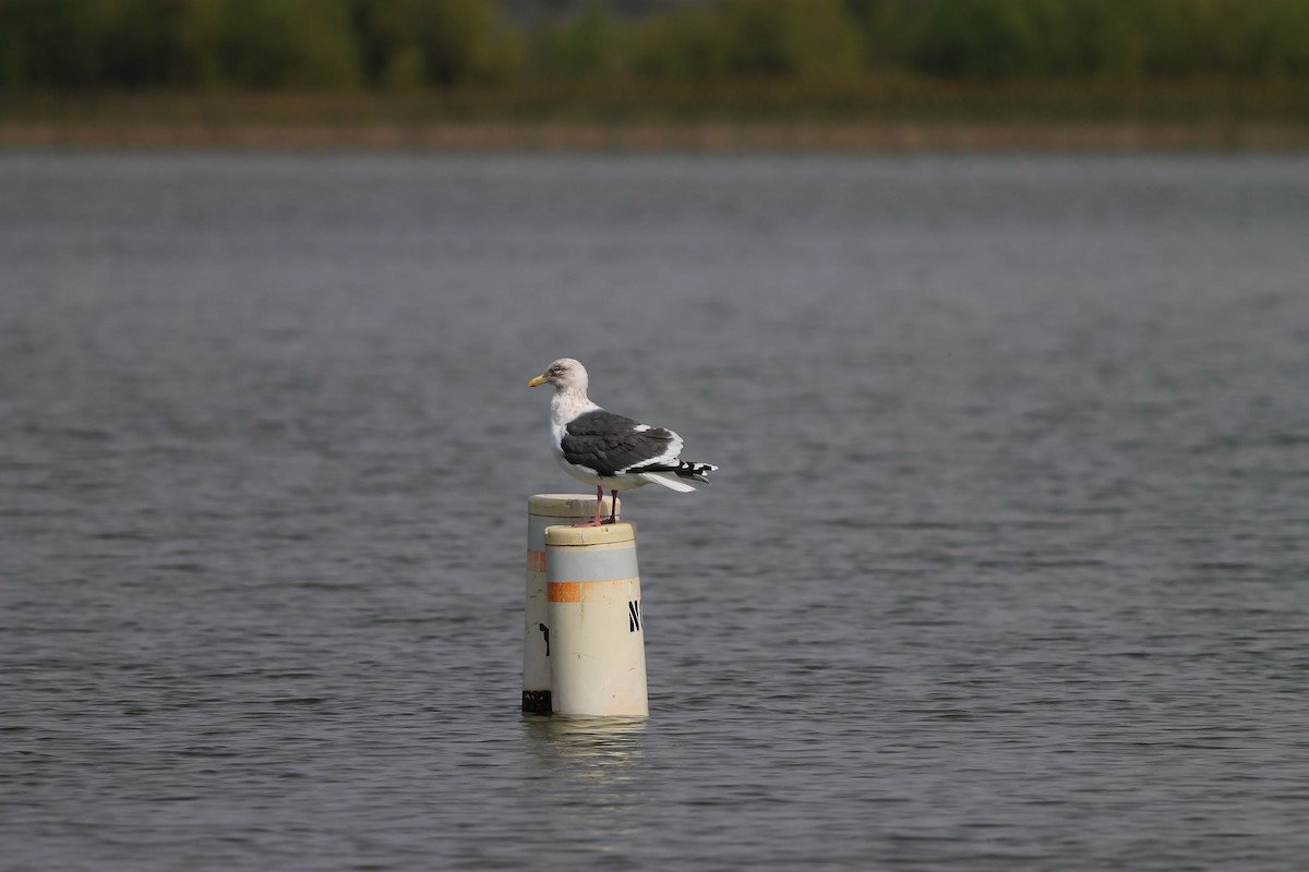 Slaty-backed Gull - ML174199011