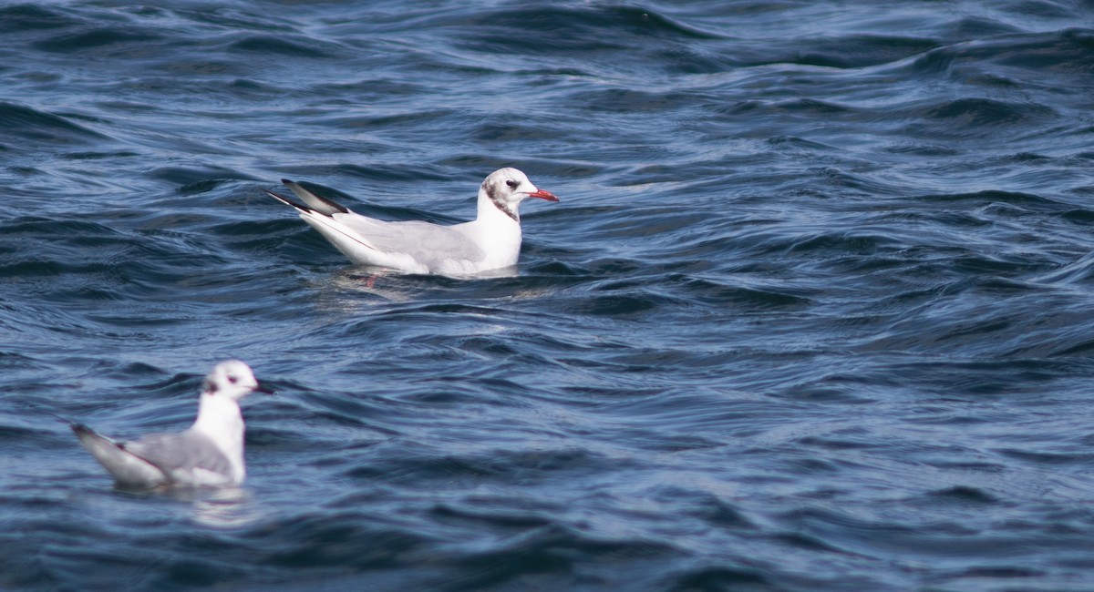 Black-headed Gull - Doug Hitchcox