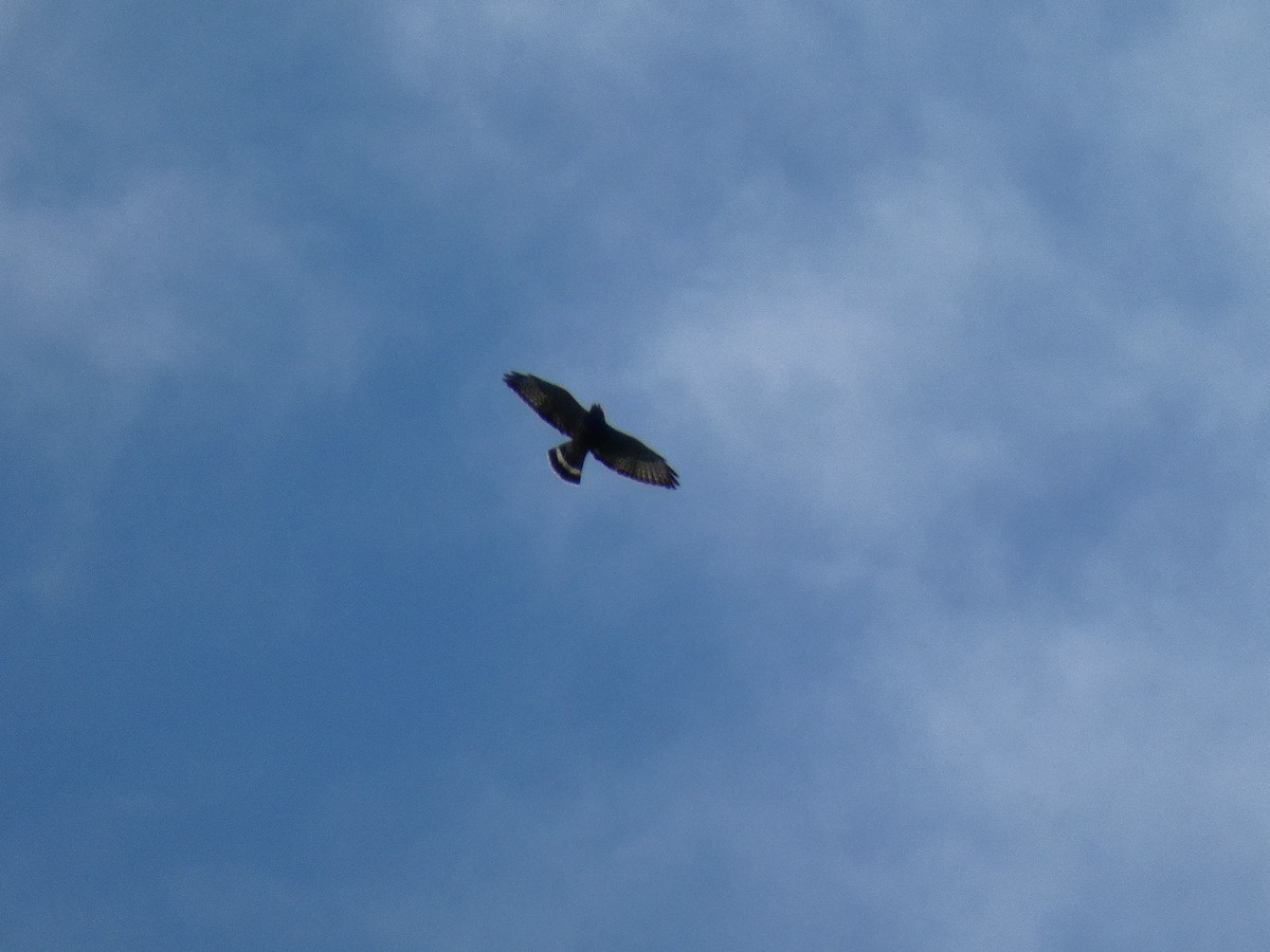 Broad-winged Hawk - ML174201711