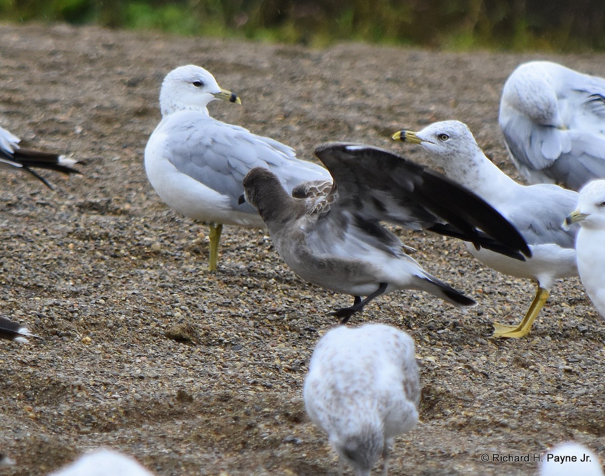 Laughing Gull - Richard Payne