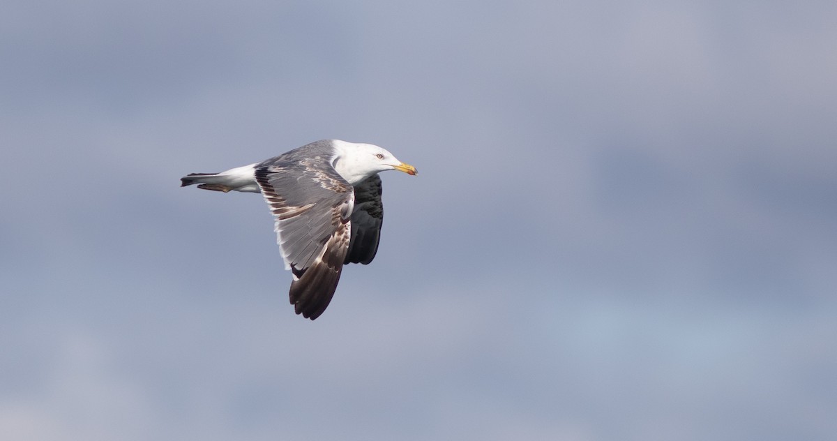 Lesser Black-backed Gull - Doug Hitchcox