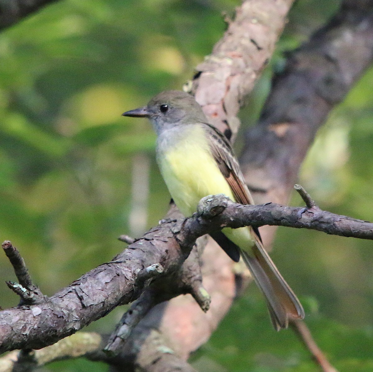 Great Crested Flycatcher - ML174207561