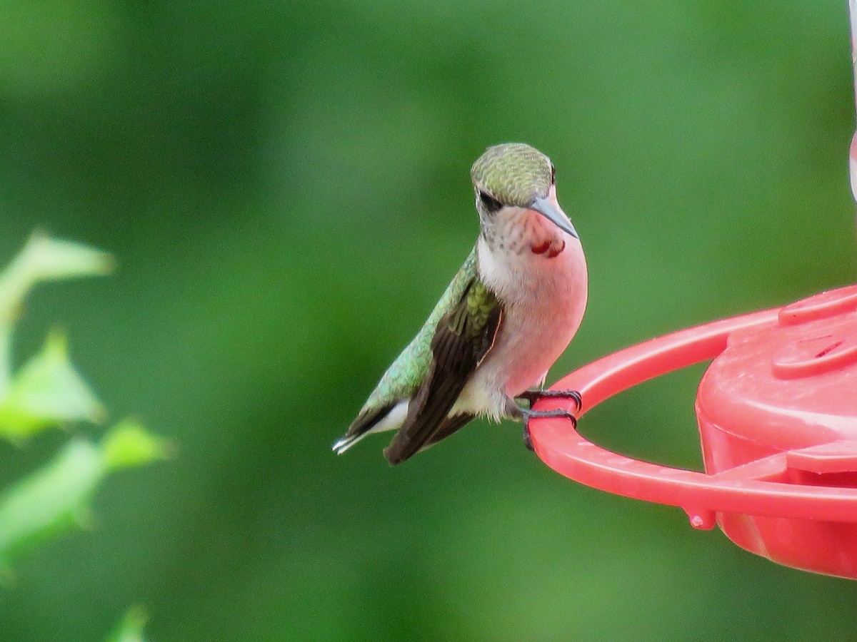 Ruby-throated Hummingbird - michele ramsey