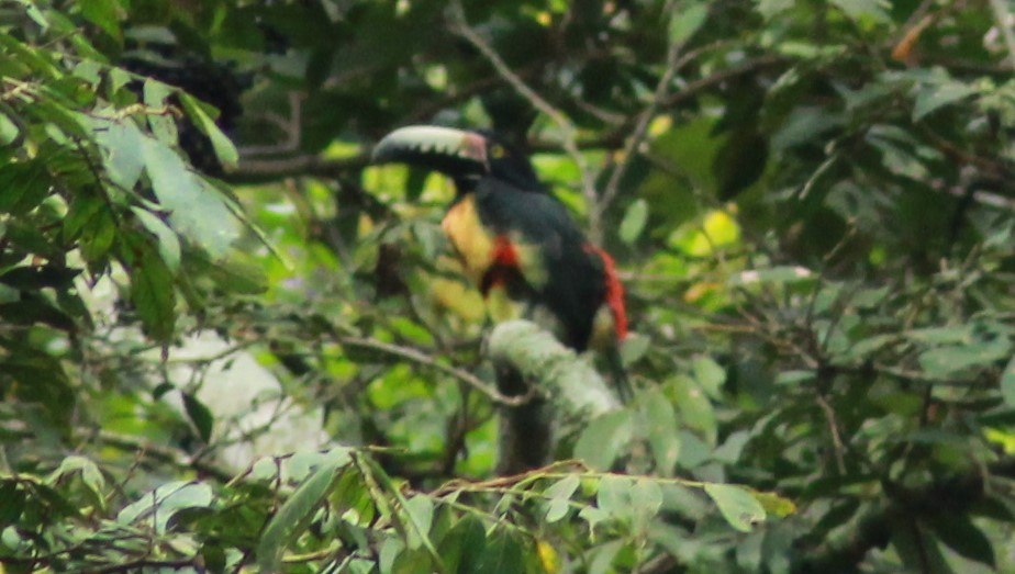 Collared Aracari - ML174210481