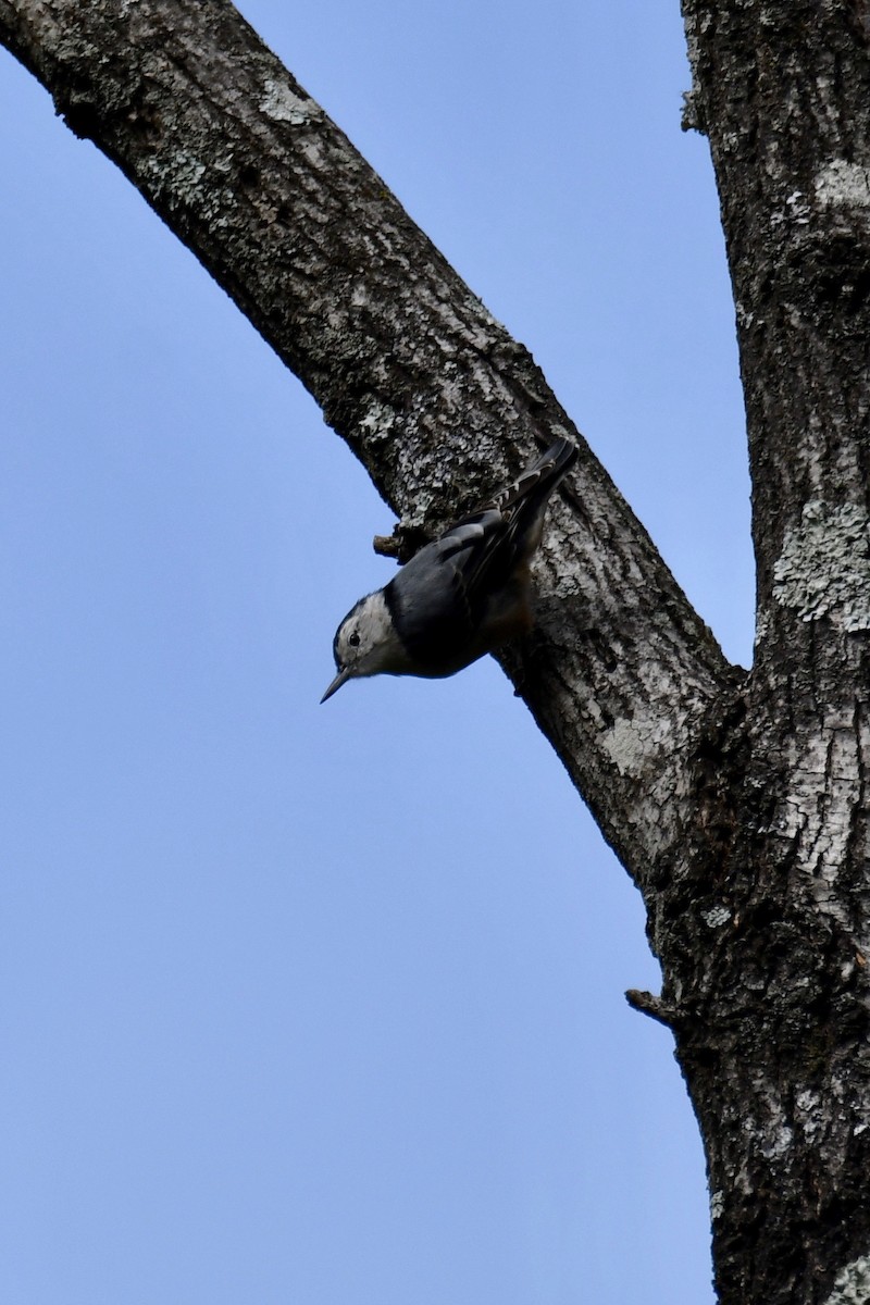 White-breasted Nuthatch - ML174211001