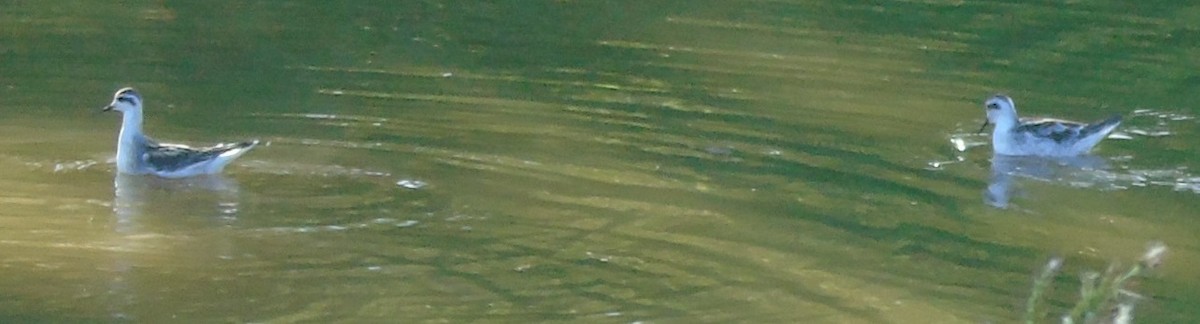 Red-necked Phalarope - ML174211331