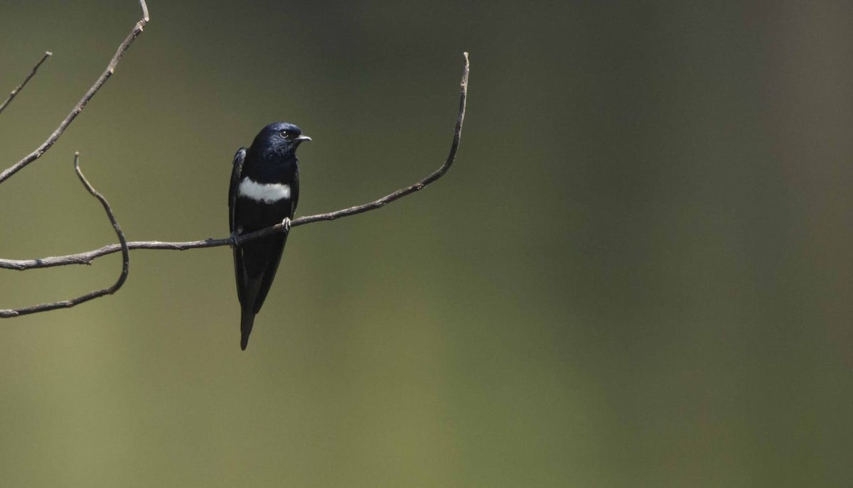 White-banded Swallow - ML174214831
