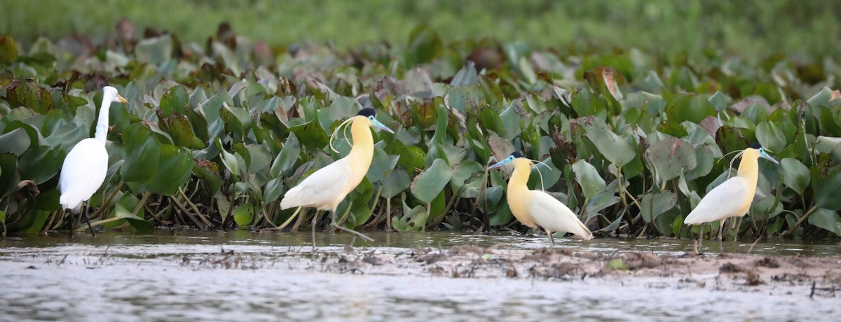 Capped Heron - ML174215901