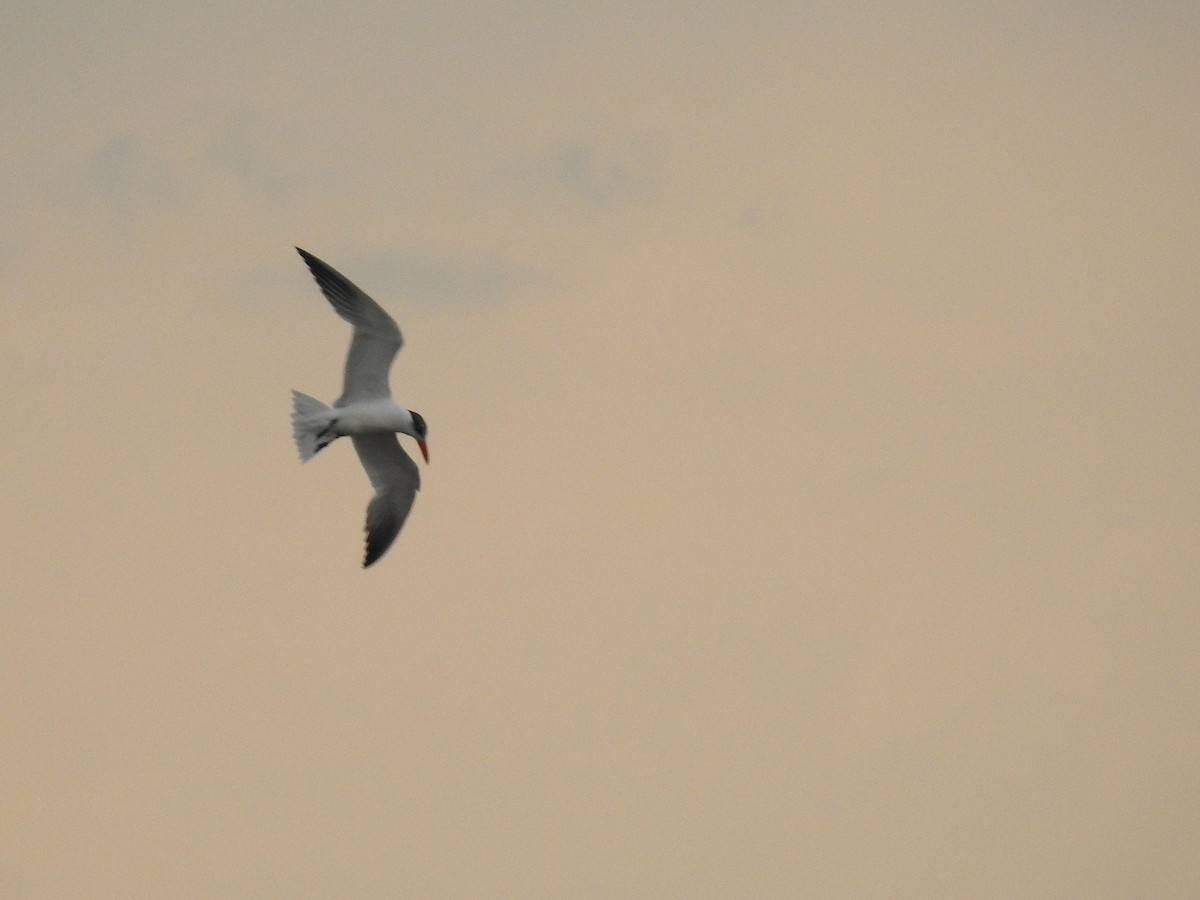 Caspian Tern - Javier Robres