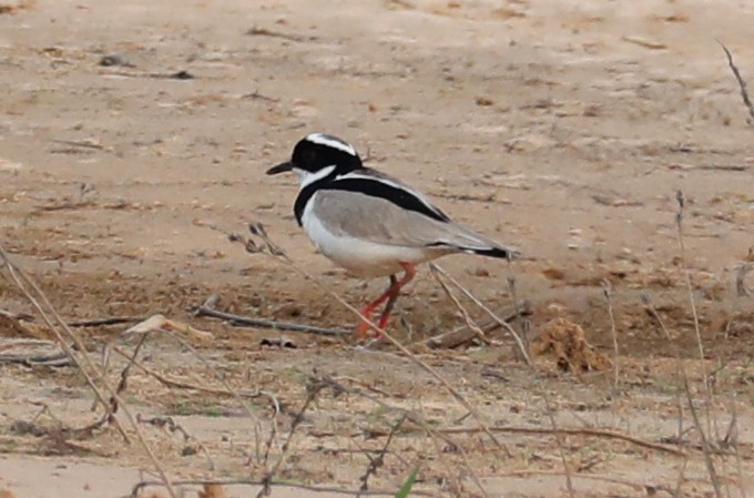 Pied Plover - ML174219071