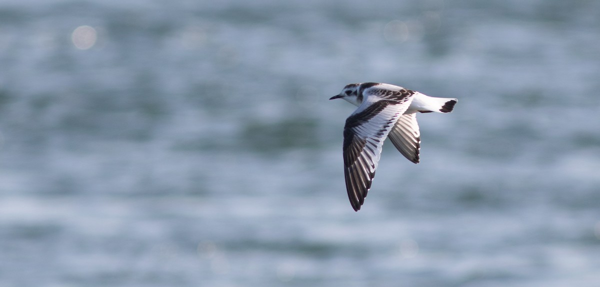 Little Gull - Doug Hitchcox