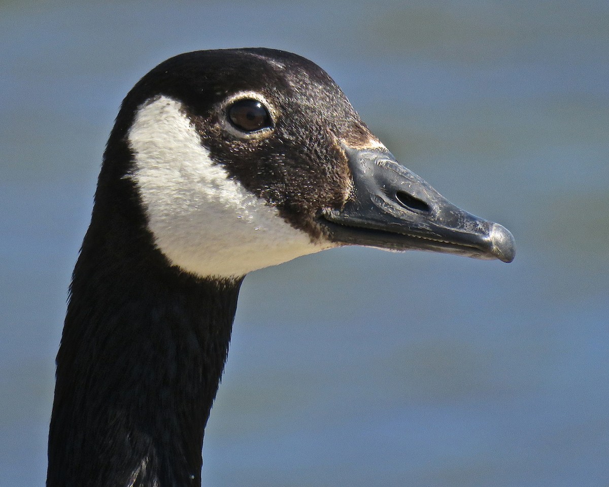 Canada Goose - Erkki Lehtovirta