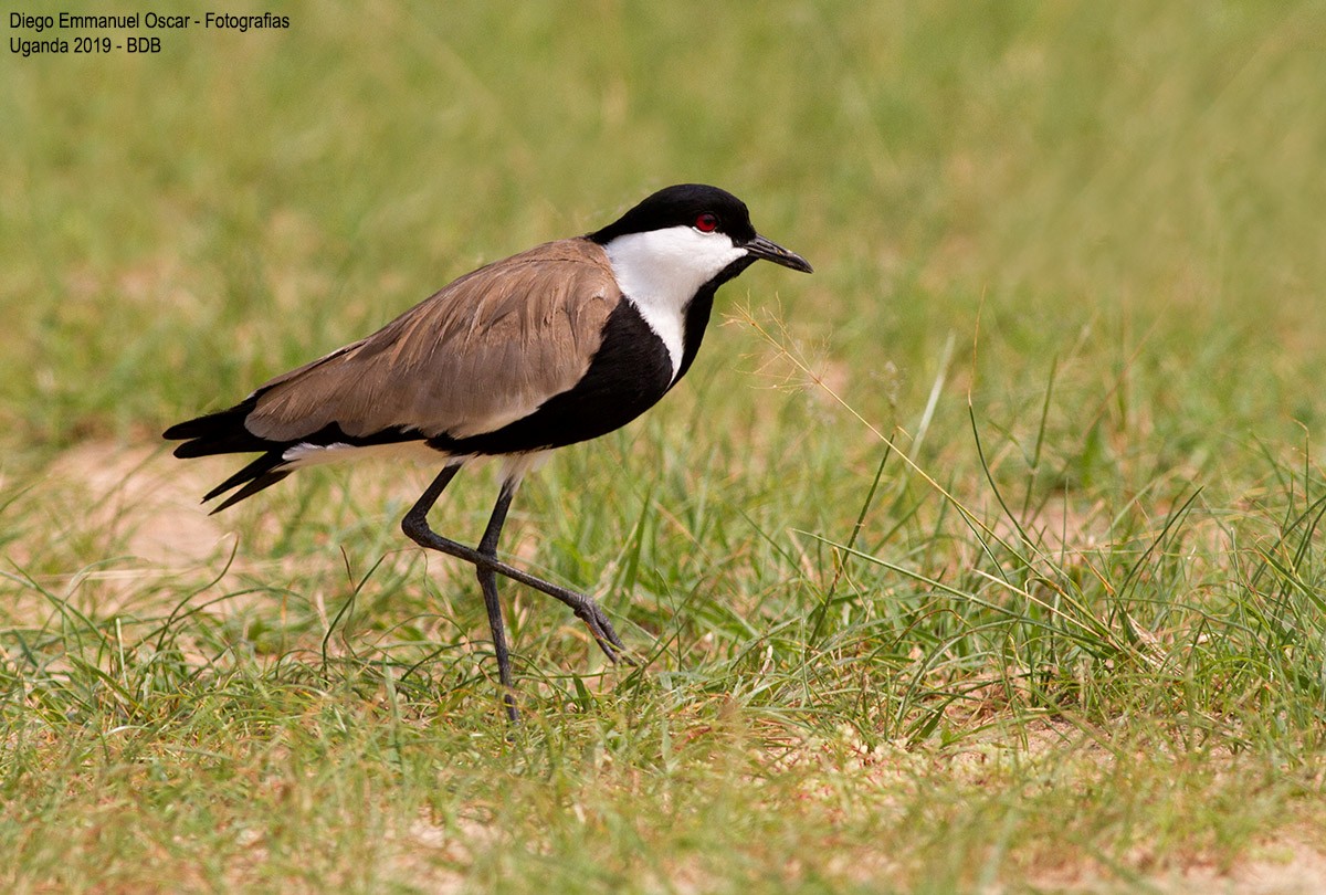 Spur-winged Lapwing - Diego Oscar / Sandpiper Birding & Tours