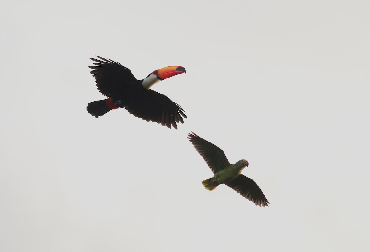 Turquoise-fronted Amazon - ML174223861