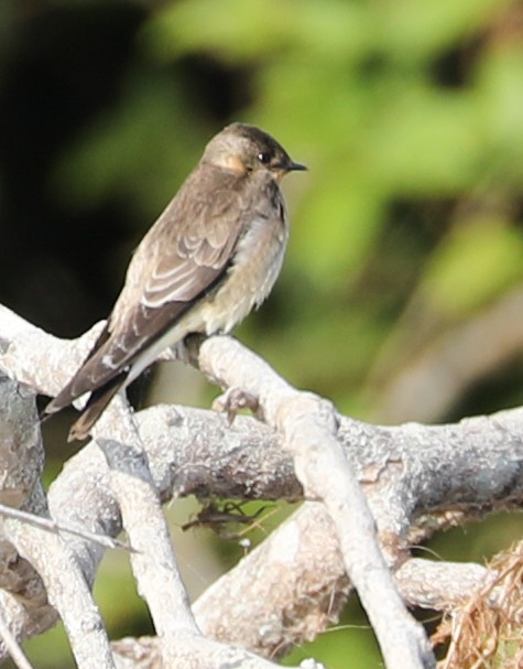 Southern Rough-winged Swallow - ML174227771
