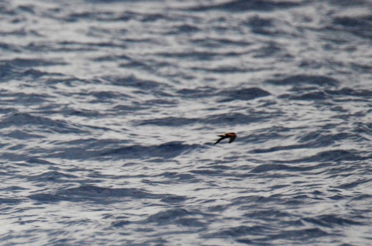 Leach's Storm-Petrel - ML174229611