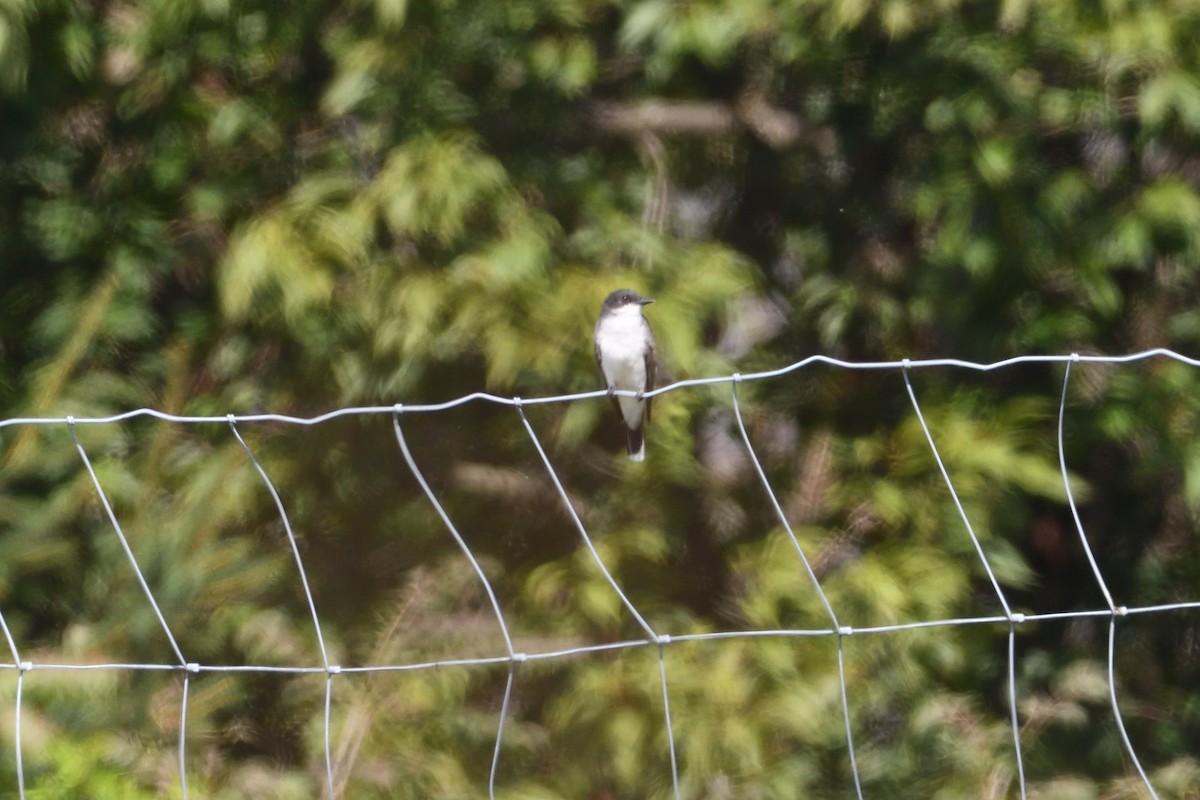 Eastern Kingbird - ML174229971