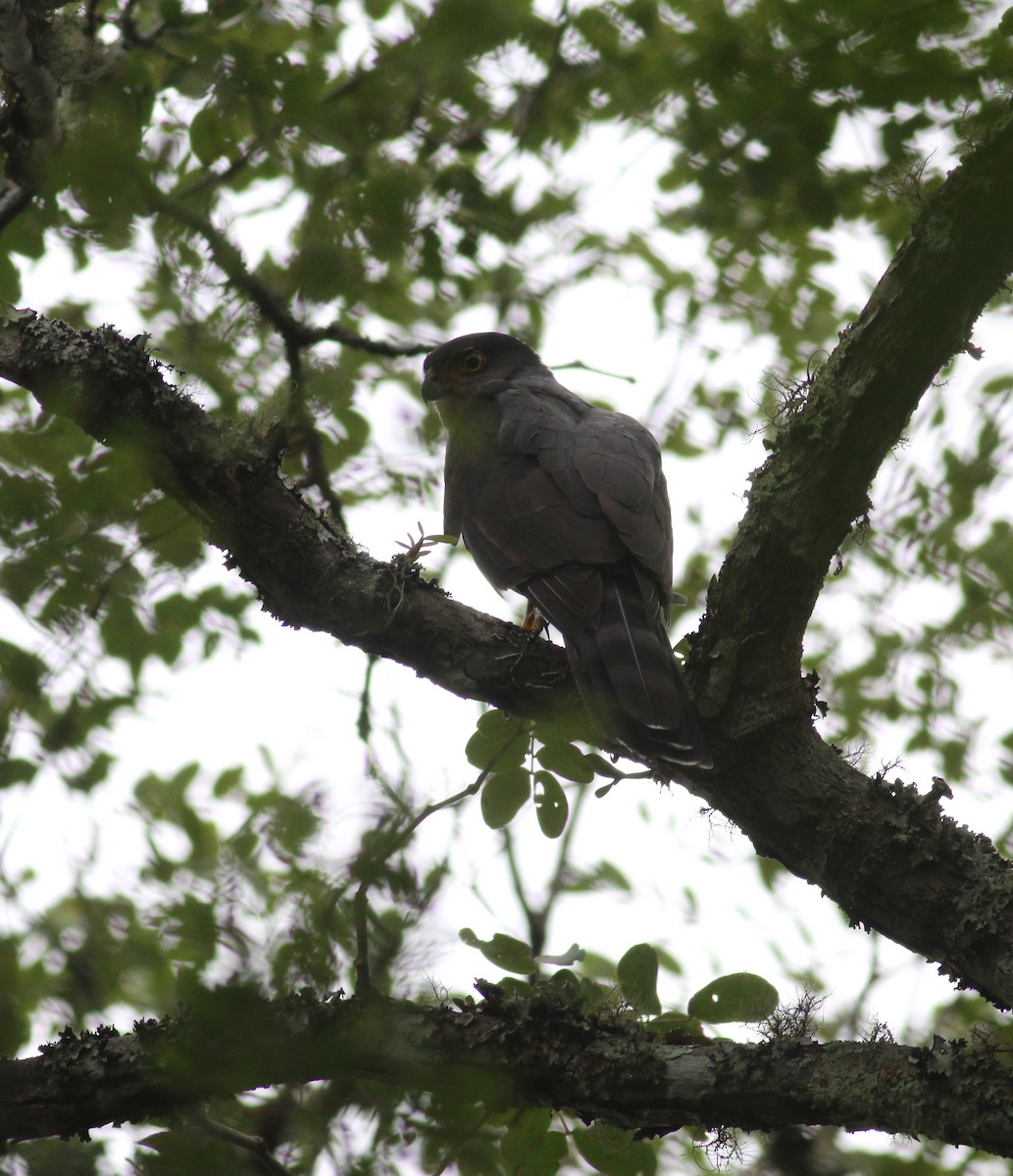 jestřáb neotropický (ssp. pileatus/guttifer) - ML174231681