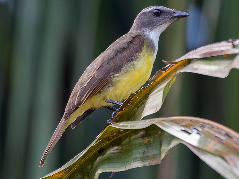 Sulphury Flycatcher - Tyrannopsis sulphurea - Birds of the World