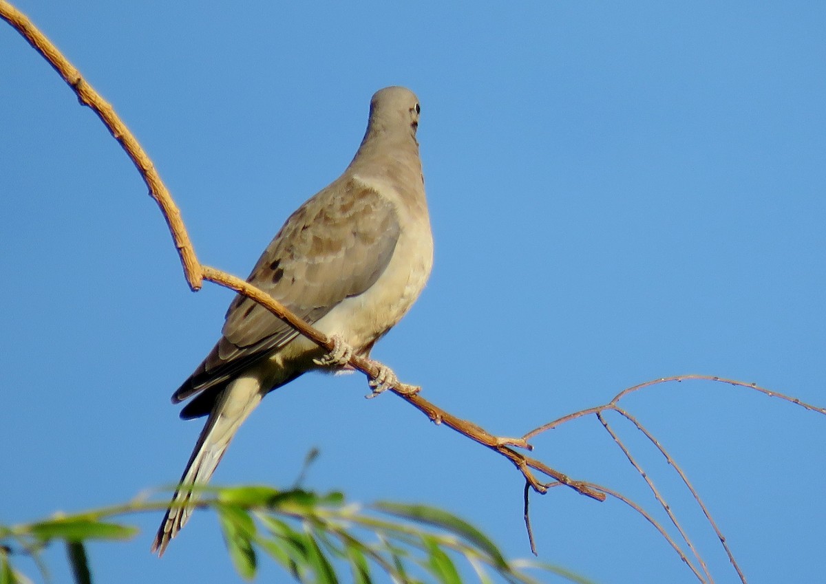 Mourning Dove - ML174236511