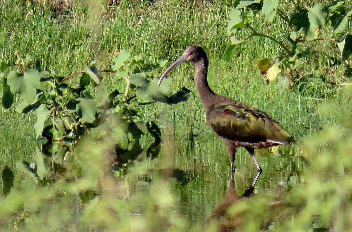 White-faced Ibis - Ed Dunn