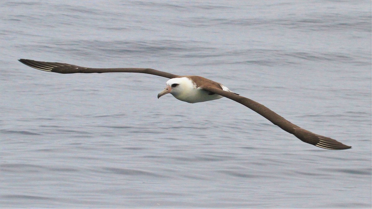 Laysan Albatross - Kent Forward