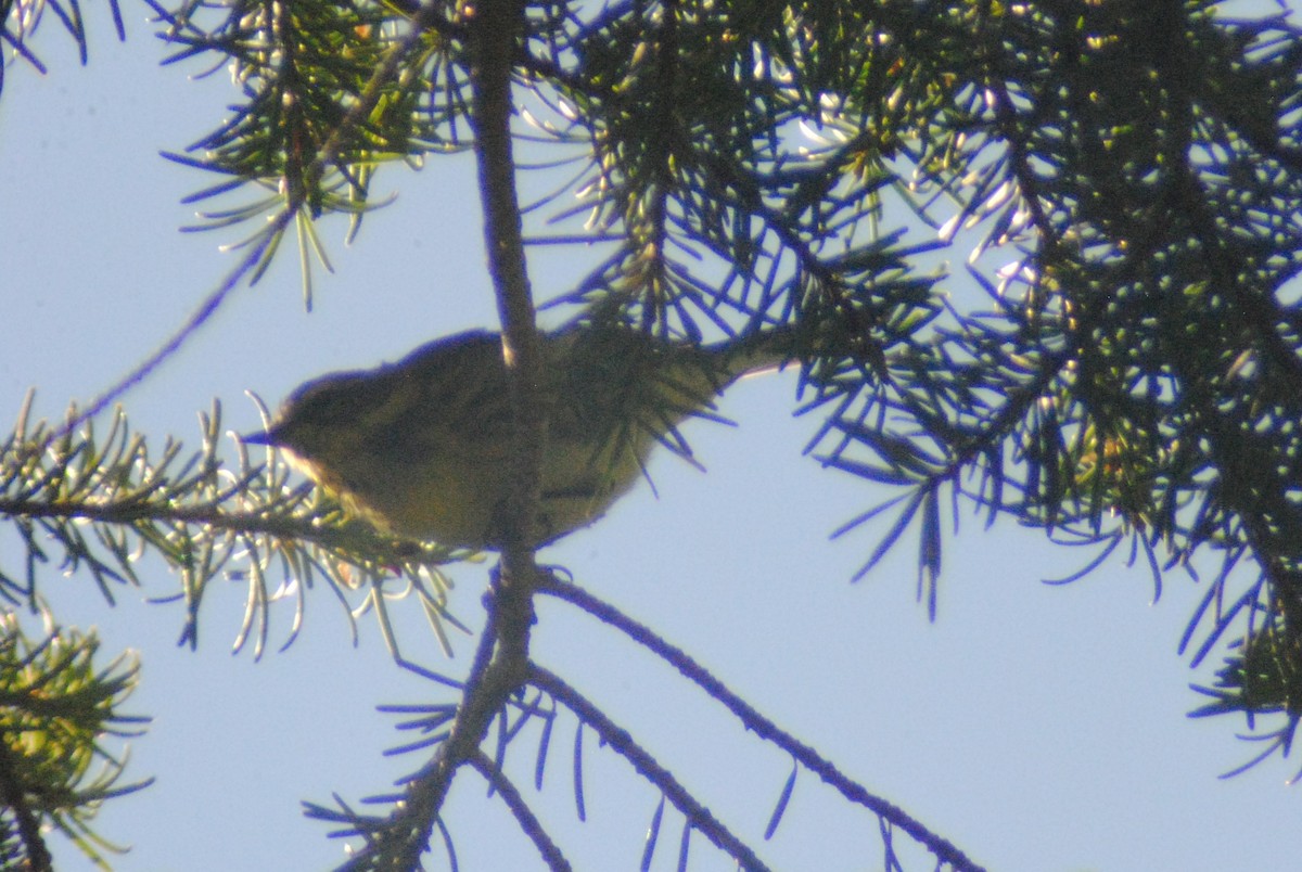 Townsend's Warbler - ML174239061