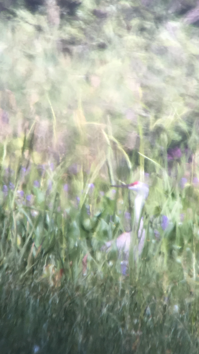 Sandhill Crane - Michelle Bélanger