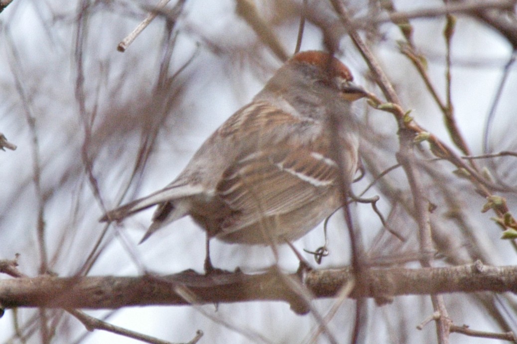 Hudson Körfezi Serçesi - ML174244511